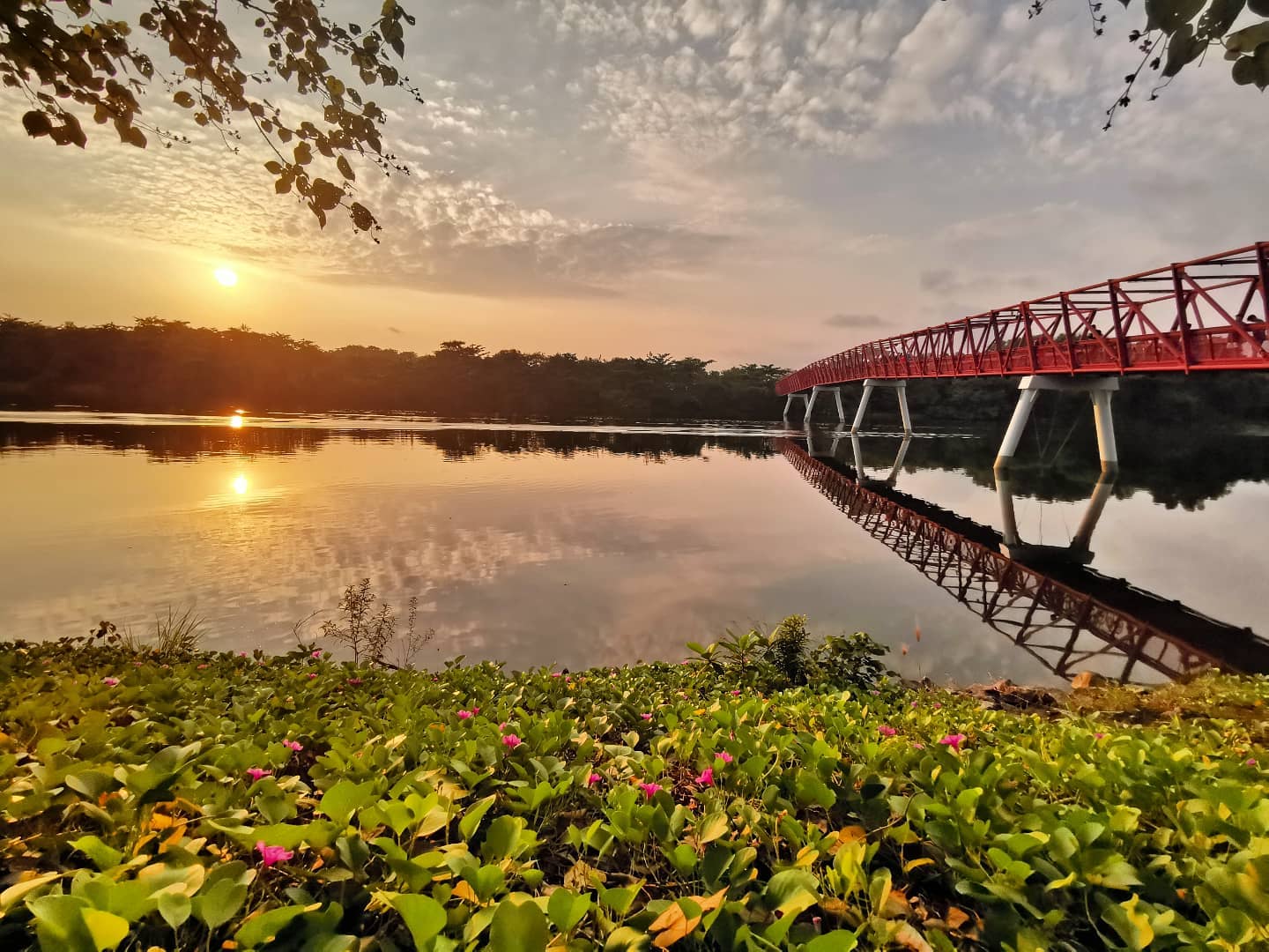 Sunrise & sunset spots in Singapore - Lorong Halus Wetland sunrise