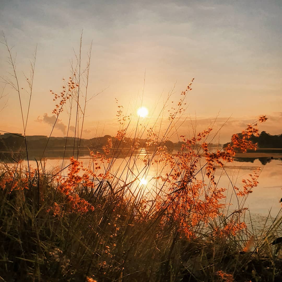 Sunrise & sunset spots in Singapore - Lower Seletar Reservoir Park plants