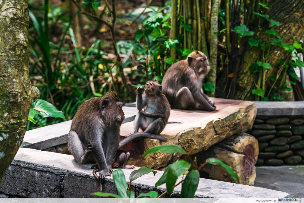 Ubud monkey forest - monkeys
