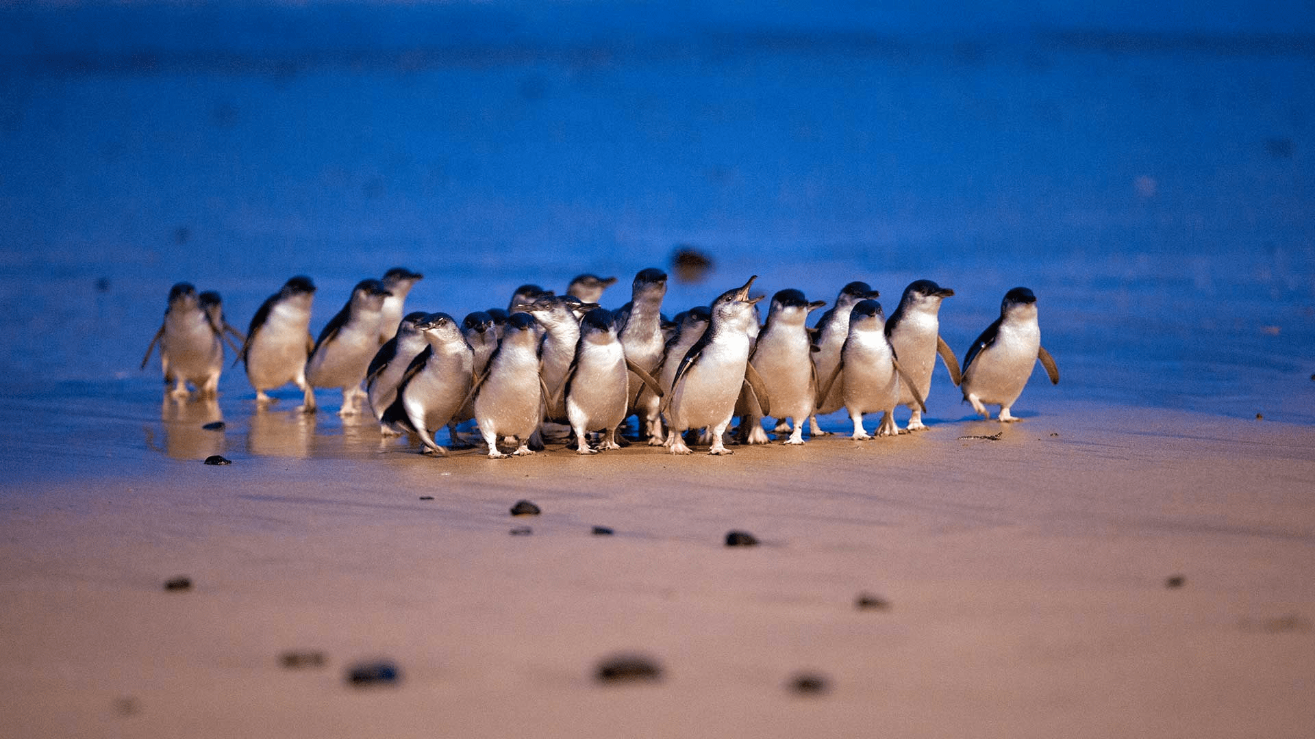 phillip island penguin parade