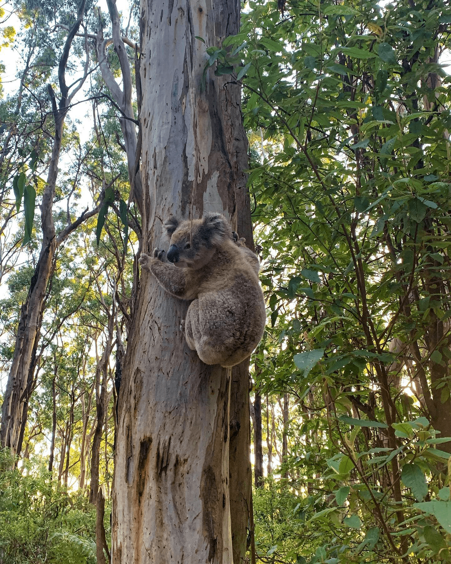redwoods at otways koala