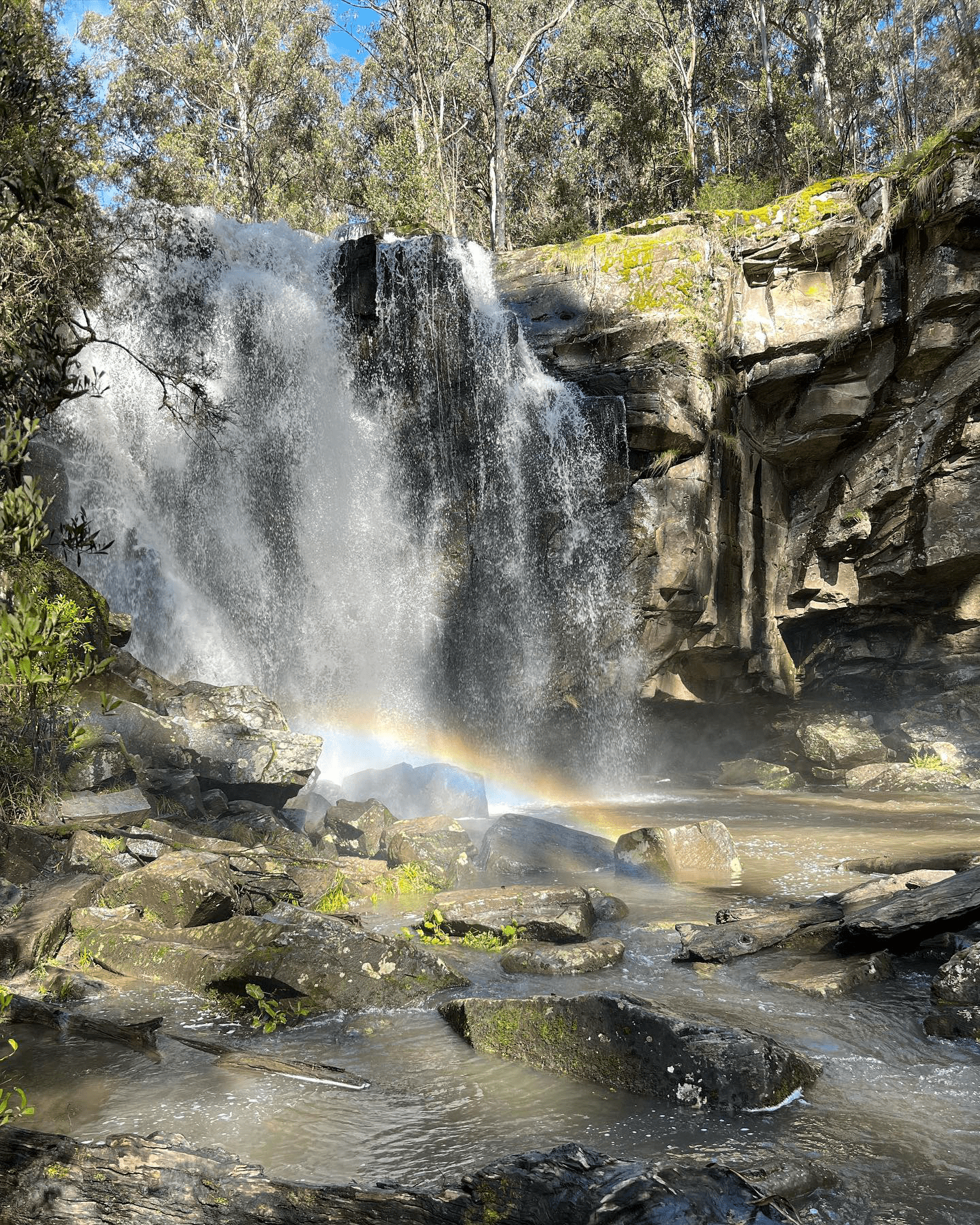 australia road trip - redwoods at otways waterfall