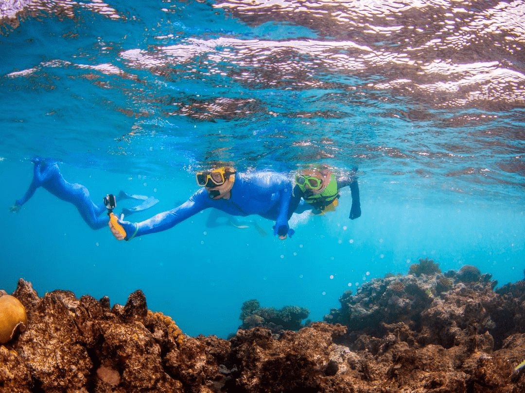 snorkelling great barrier reef