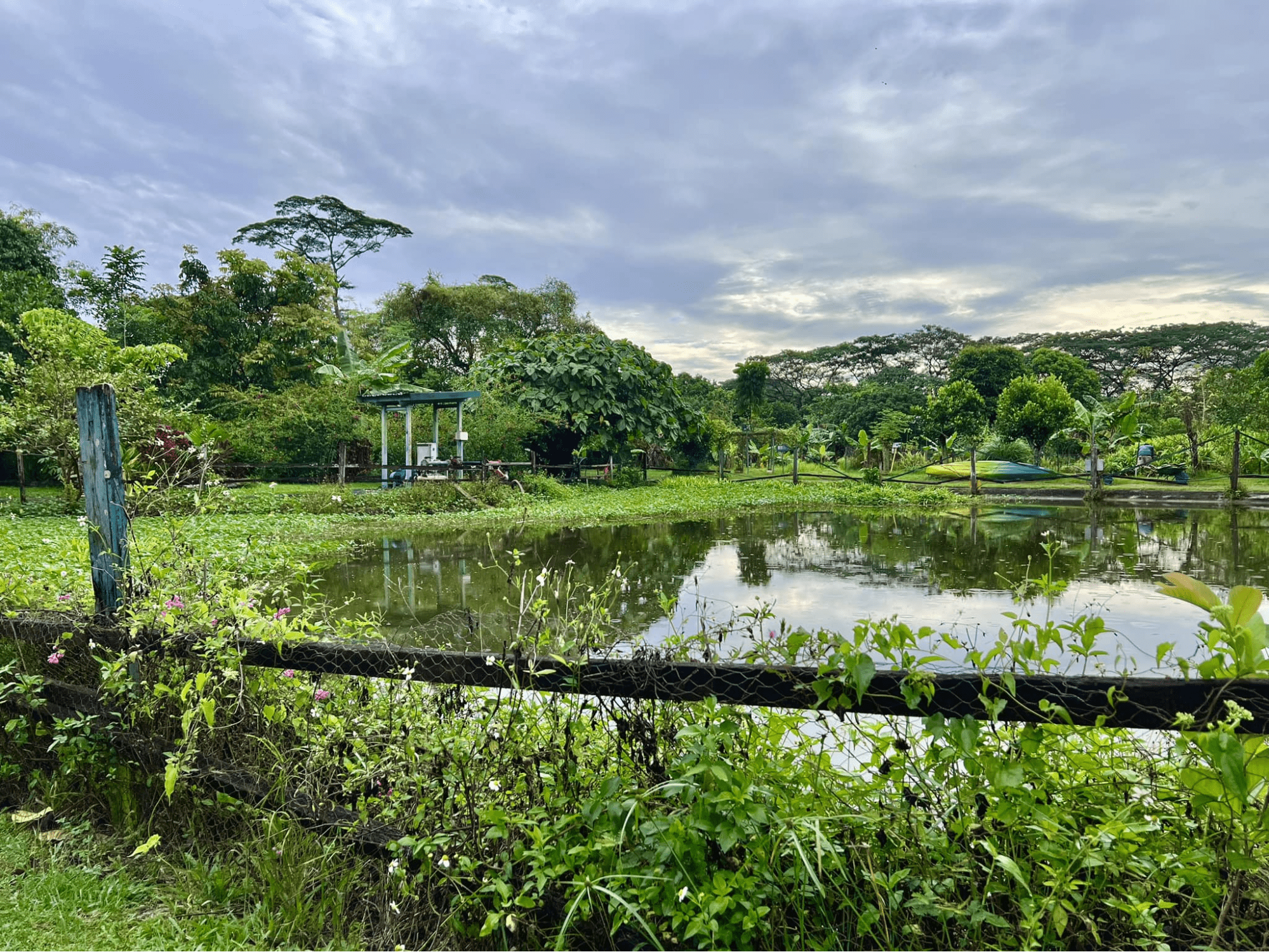 bollywood farms - irrigation pond