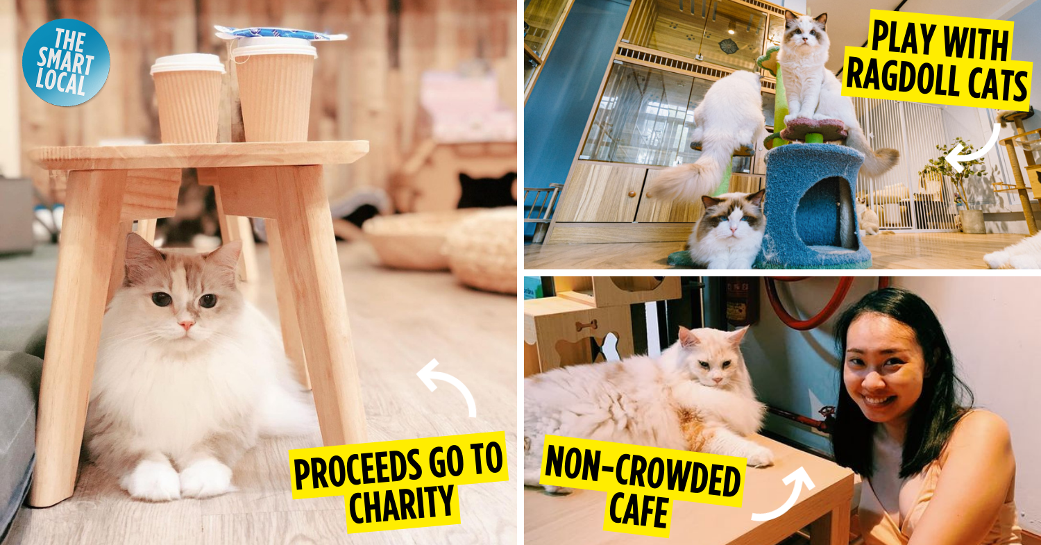 9 Cat Cafes In Singapore From $9/Hour For A Purrfect Day