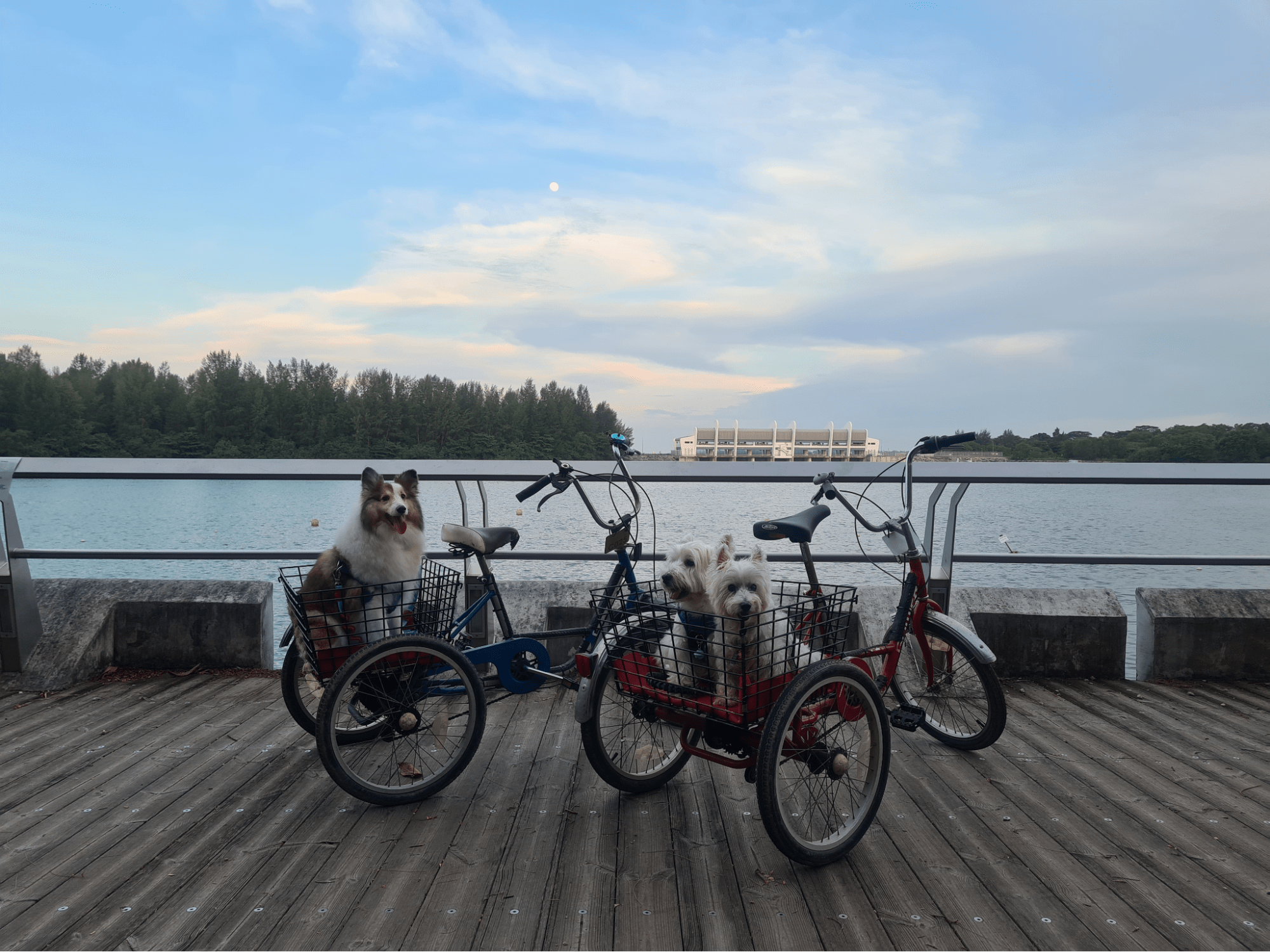 coney island guide - cycling with dogs