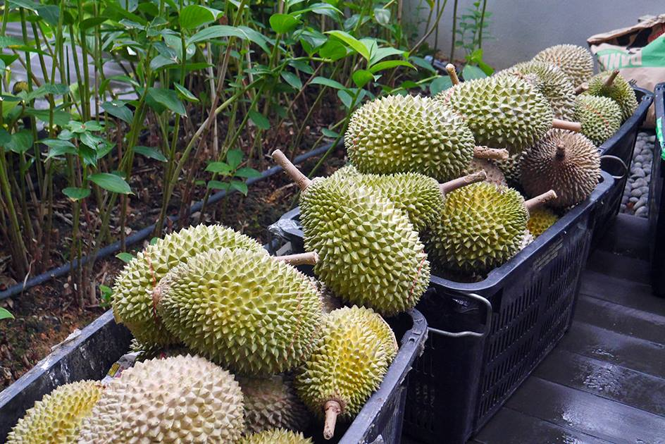 durian workshop - durian varieties