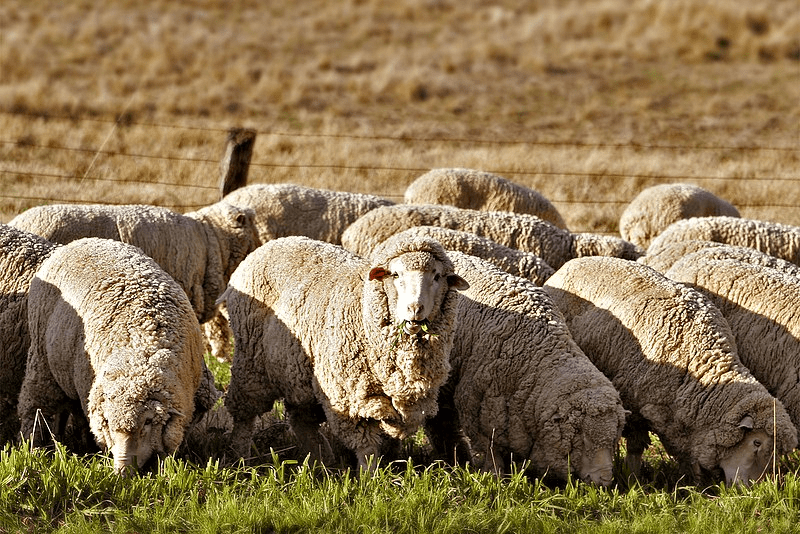 sheep used as sacrifice