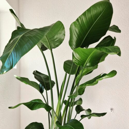 11 Air Purifying Indoor Plants in Singapore
