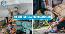 Guide To The Live Turtle & Tortoise Museum – Still Open At ORTO Yishun In 2024