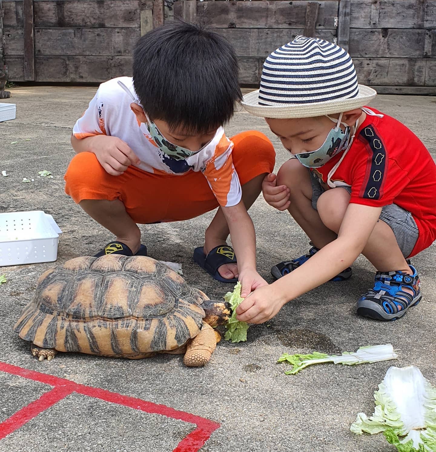 live turtle & tortoise museum - fun for kids