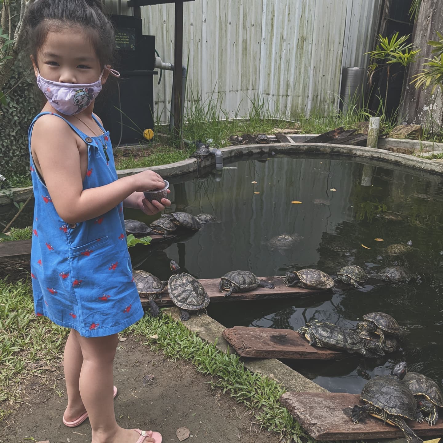live turtle & tortoise museum - outdoor terrapin pond