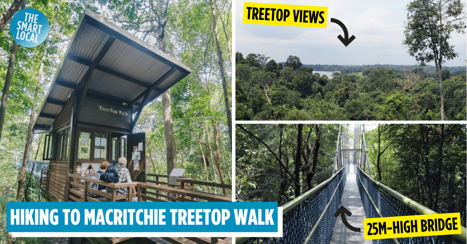 macritchie treetop walk - cover image