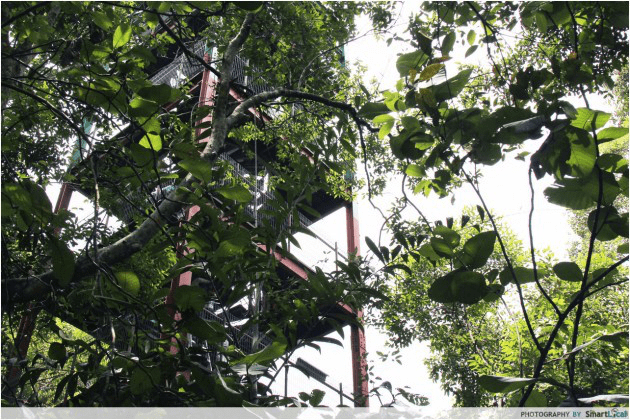 macritchie treetop walk - jelutong tower