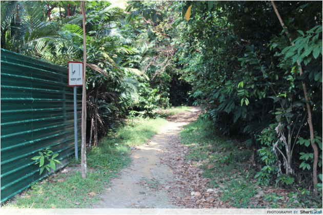 macritchie treetop walk - path in route 2