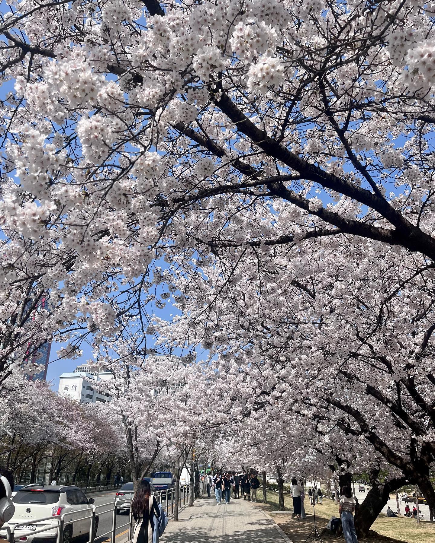 yeouido hangang park cherry blossom