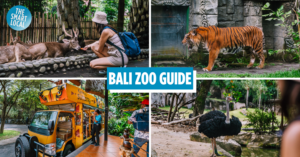 bali zoo cover