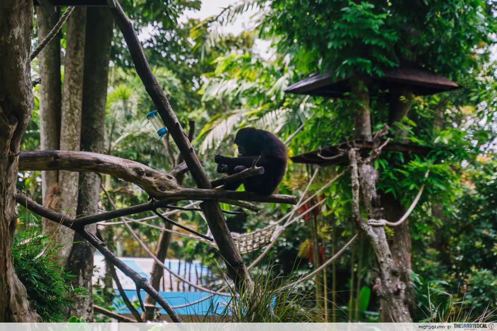 bali zoo - chimpanzee