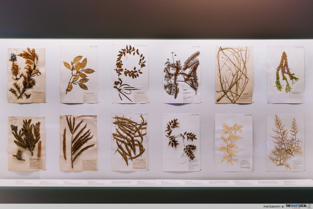 herbarium sheets at life zone