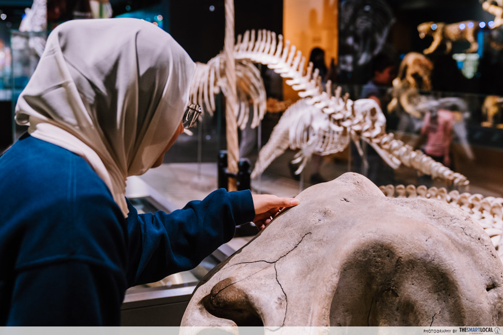 narwhal tusk & dugong skull