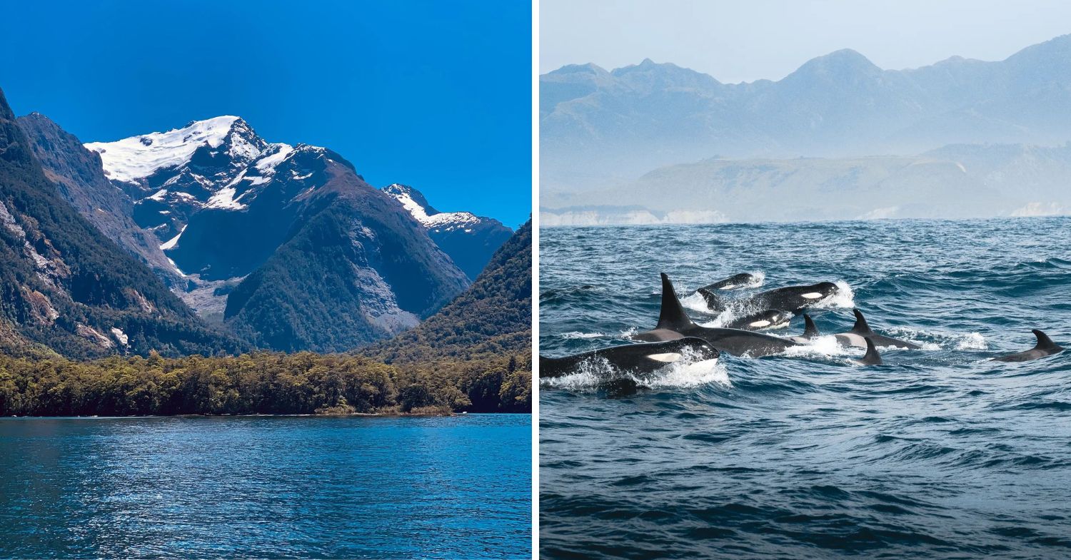 milford sound tour and whale watching cruise
