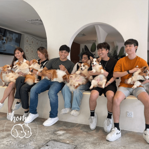 HOME by Tales of Paws Is A Pet Cafe In JB With Maine Coons & Corgis