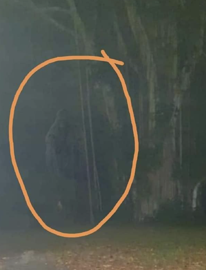 singaporean conspiracy theories - bukit timah forest monkey man