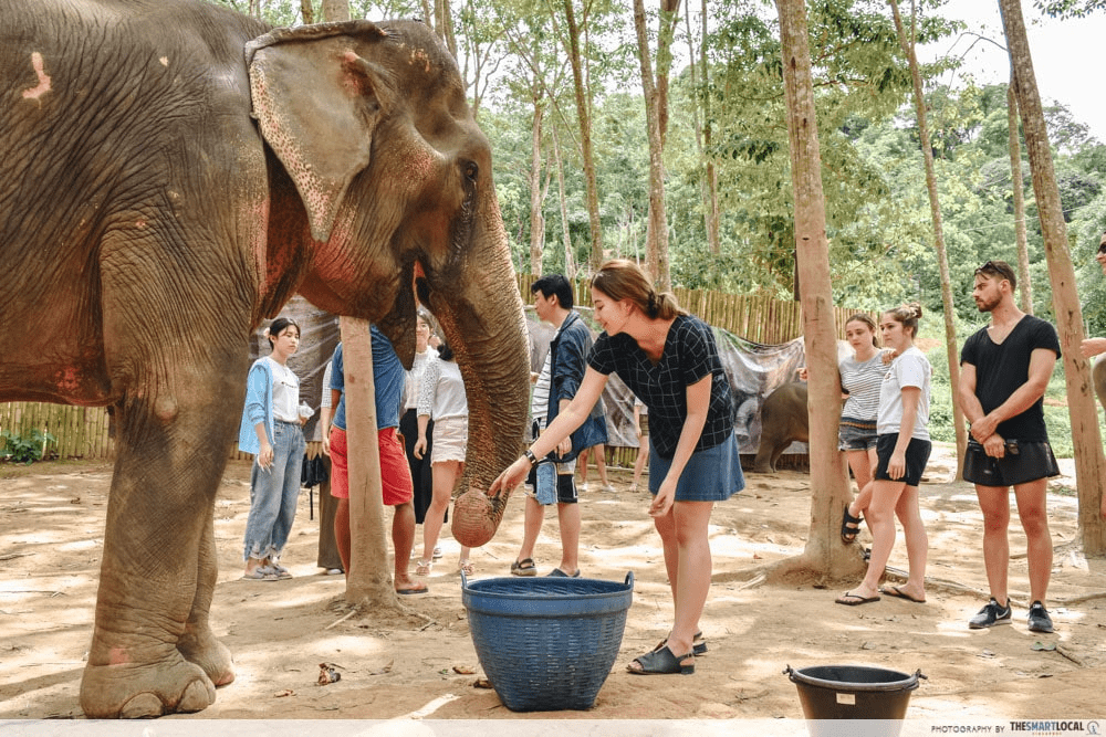 solo travel phuket elephant sanctuary 