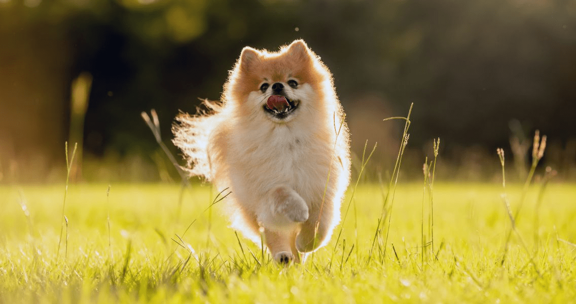 the palawan sentosa - dog run