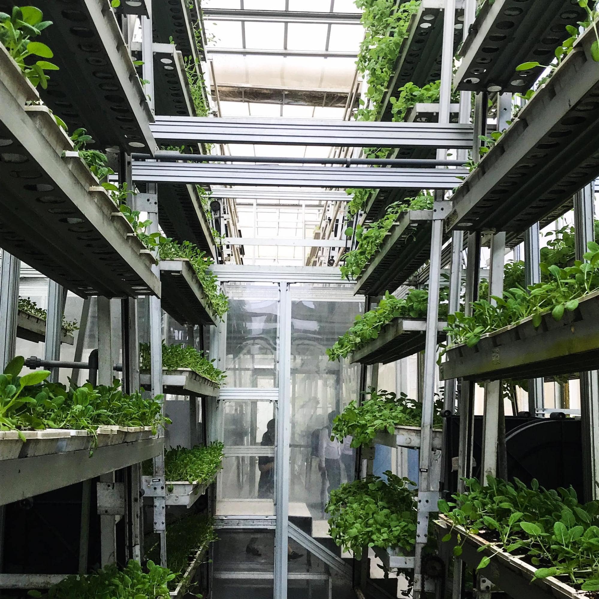 Feeding Our Future Exhibition - vertical farming
