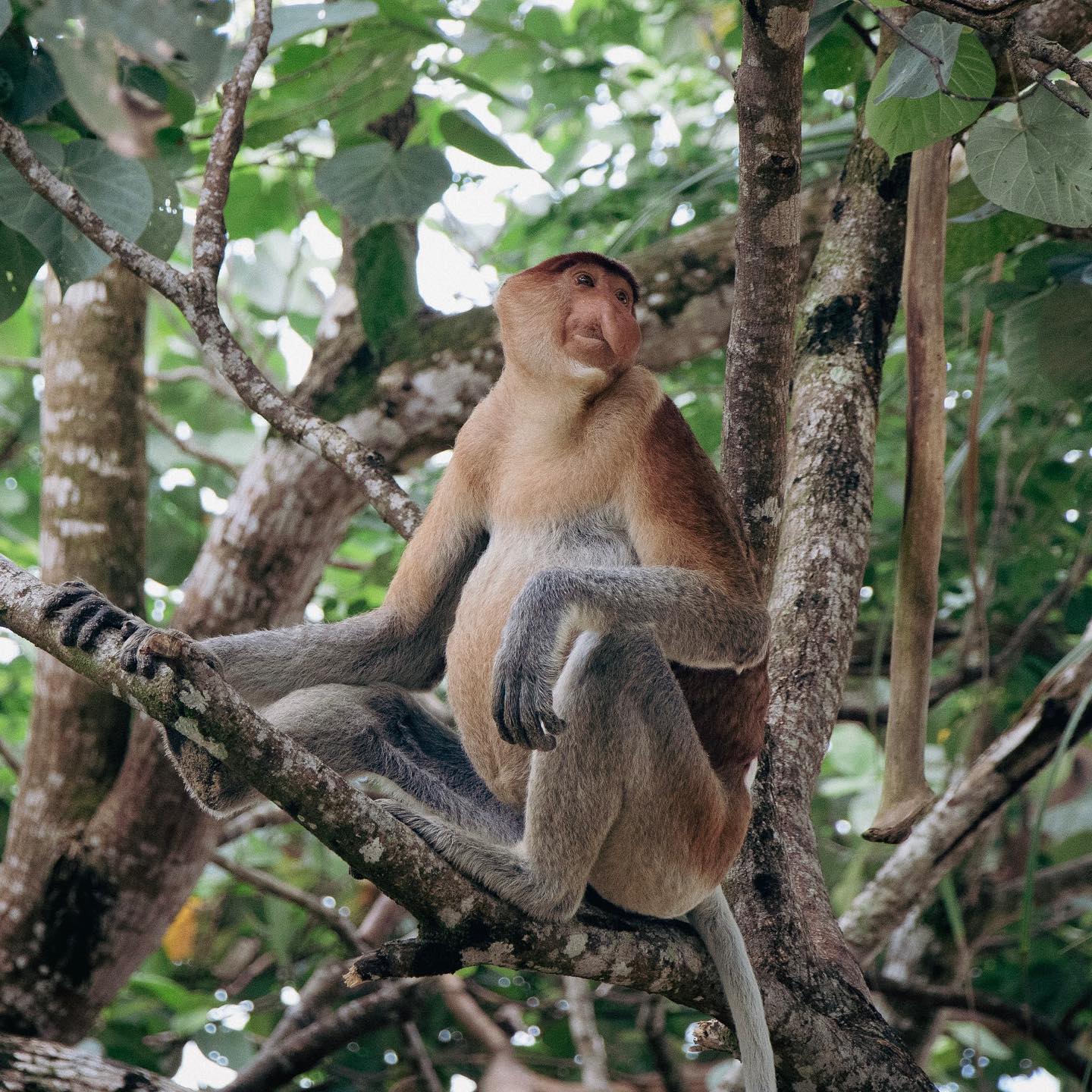 Bako National Park Proboscis monkey