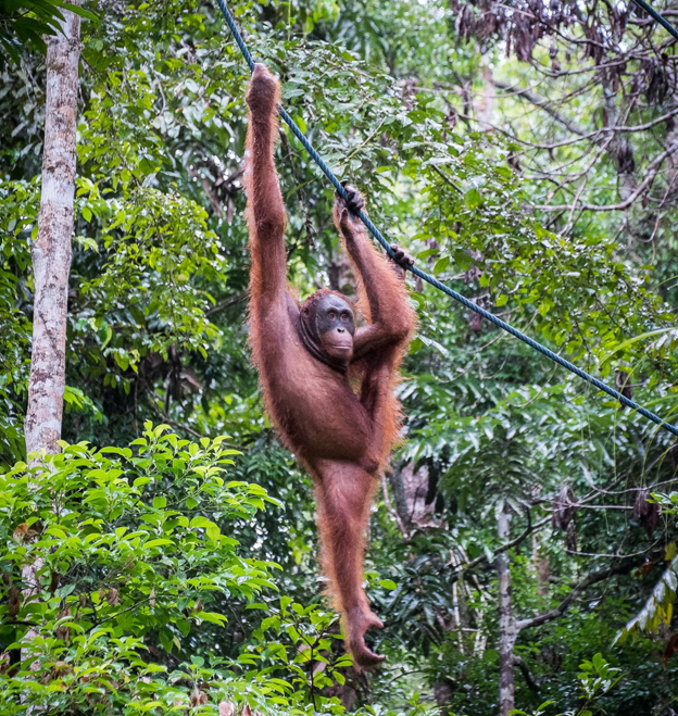 Orangutan swinging from rope at Semenggoh Wildlife Center