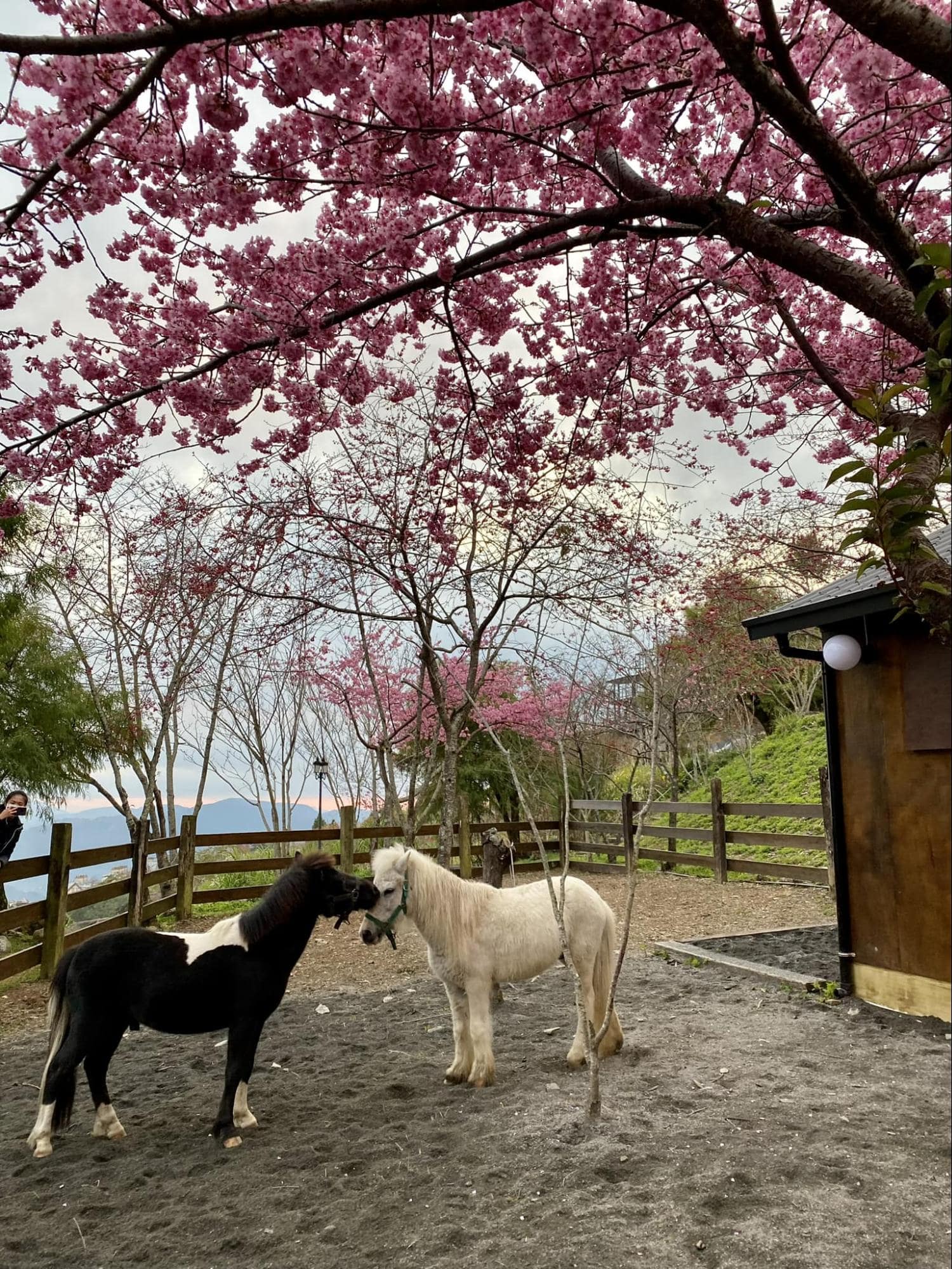 Mountain Homestays in Taiwan - EOS Resort minature horses