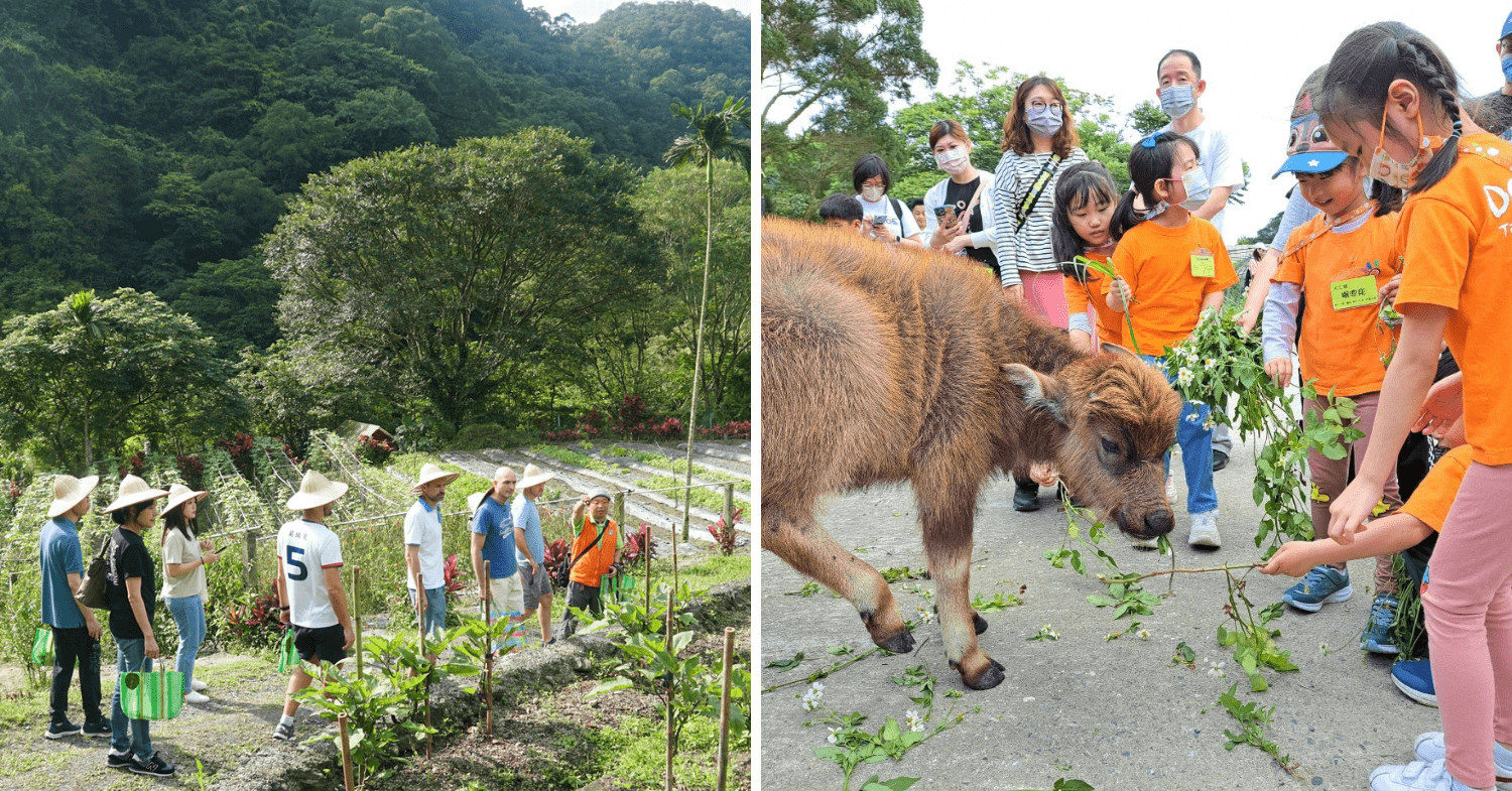 Mountain Homestays in Taiwan - Toucheng Leisure Farm tour and animal feeding