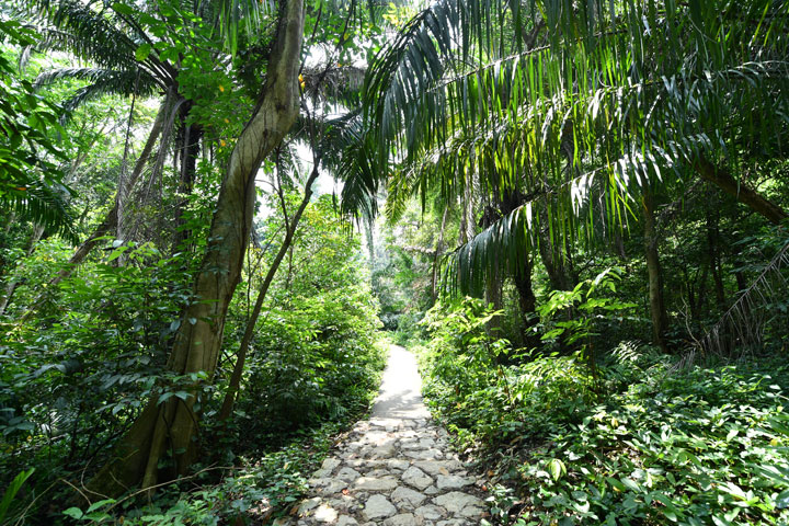 Parks & Nature Reserves Singapore - walking path