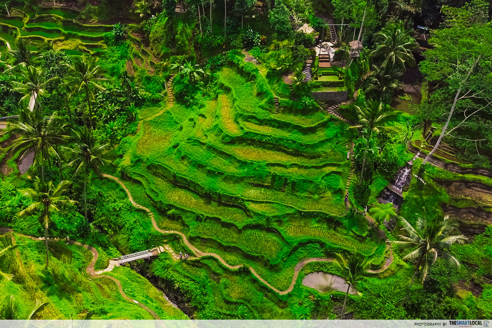 Tegalalang Rice Terrace - drone shot 