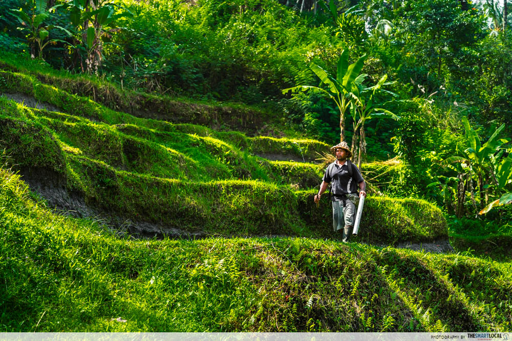 Tegalalang Rice Terrace - farmer