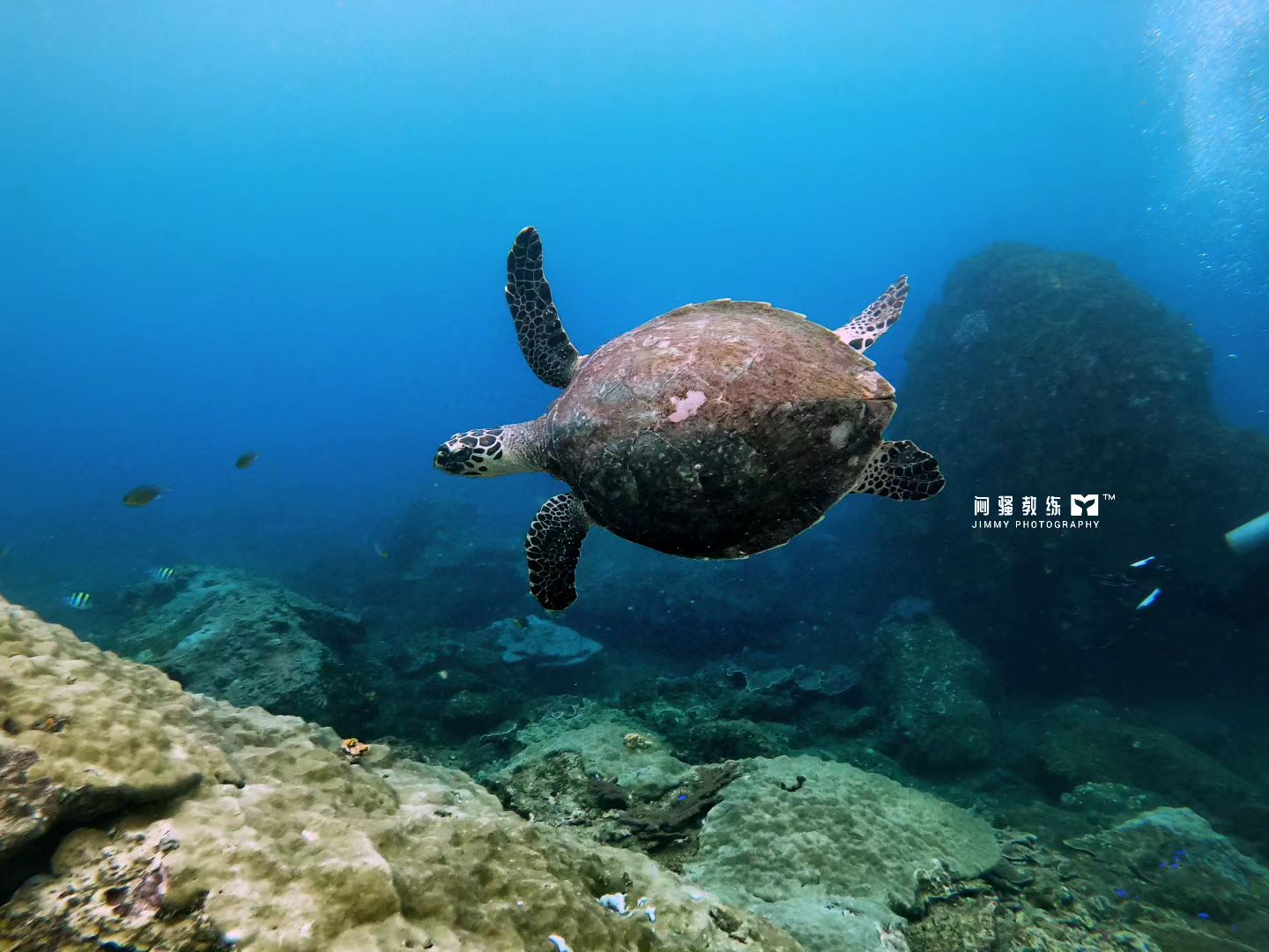 sea turtle at Miri-Sibuti Coral Reefs National Park