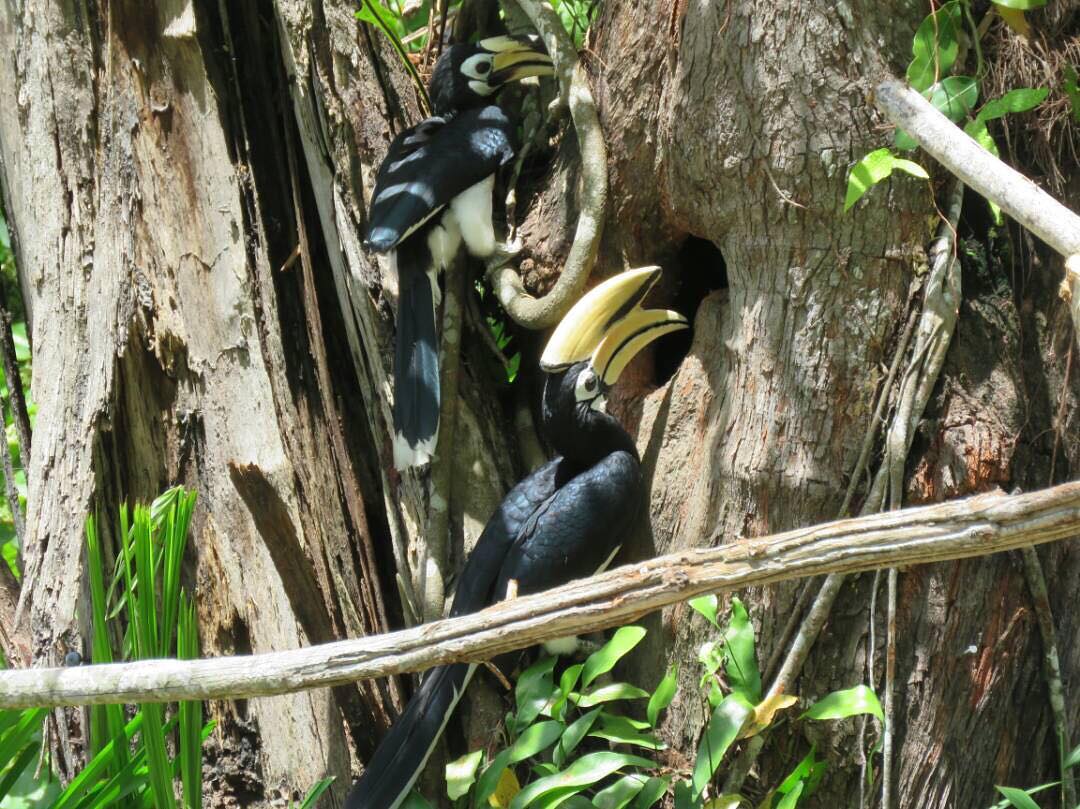 Hornbills at Piasau National Park