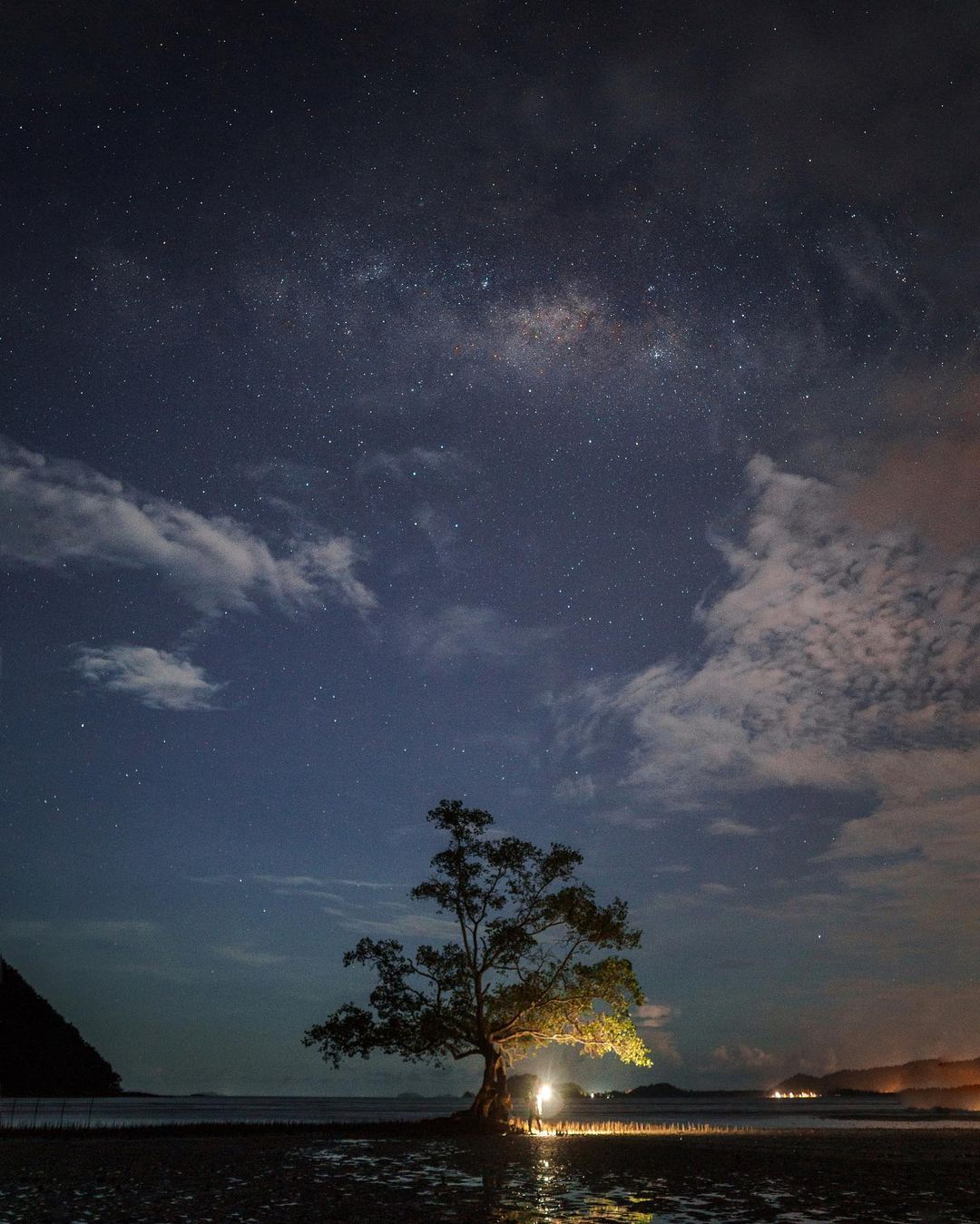 pulau mawar tree with starry sky 