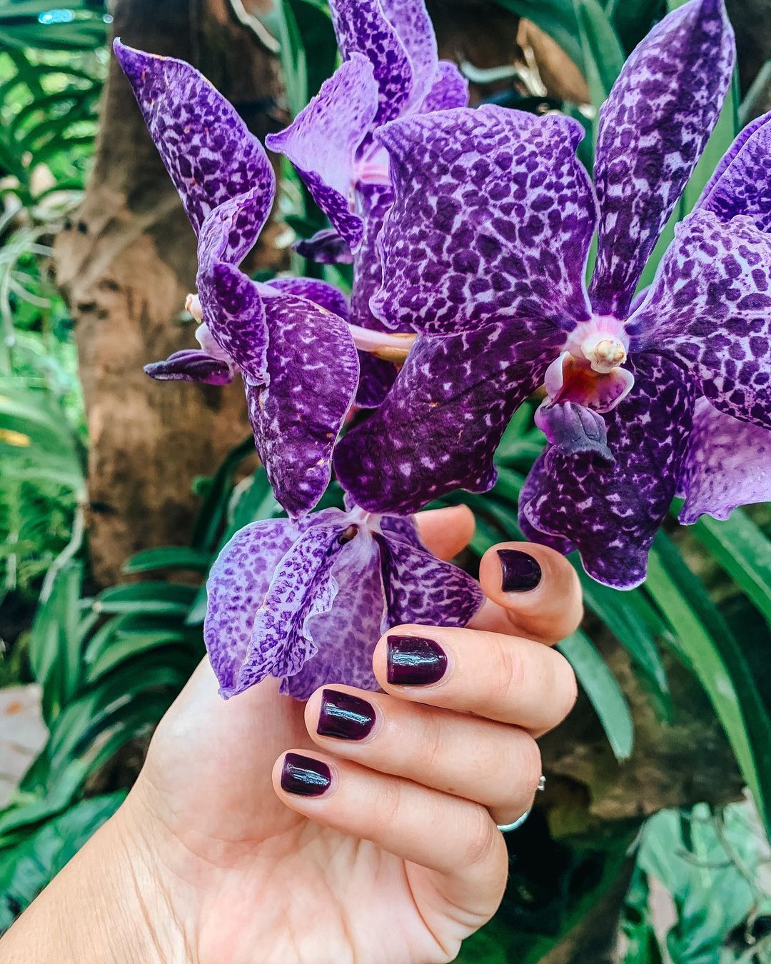 singapore botanic gardens - National Orchid Garden - flower