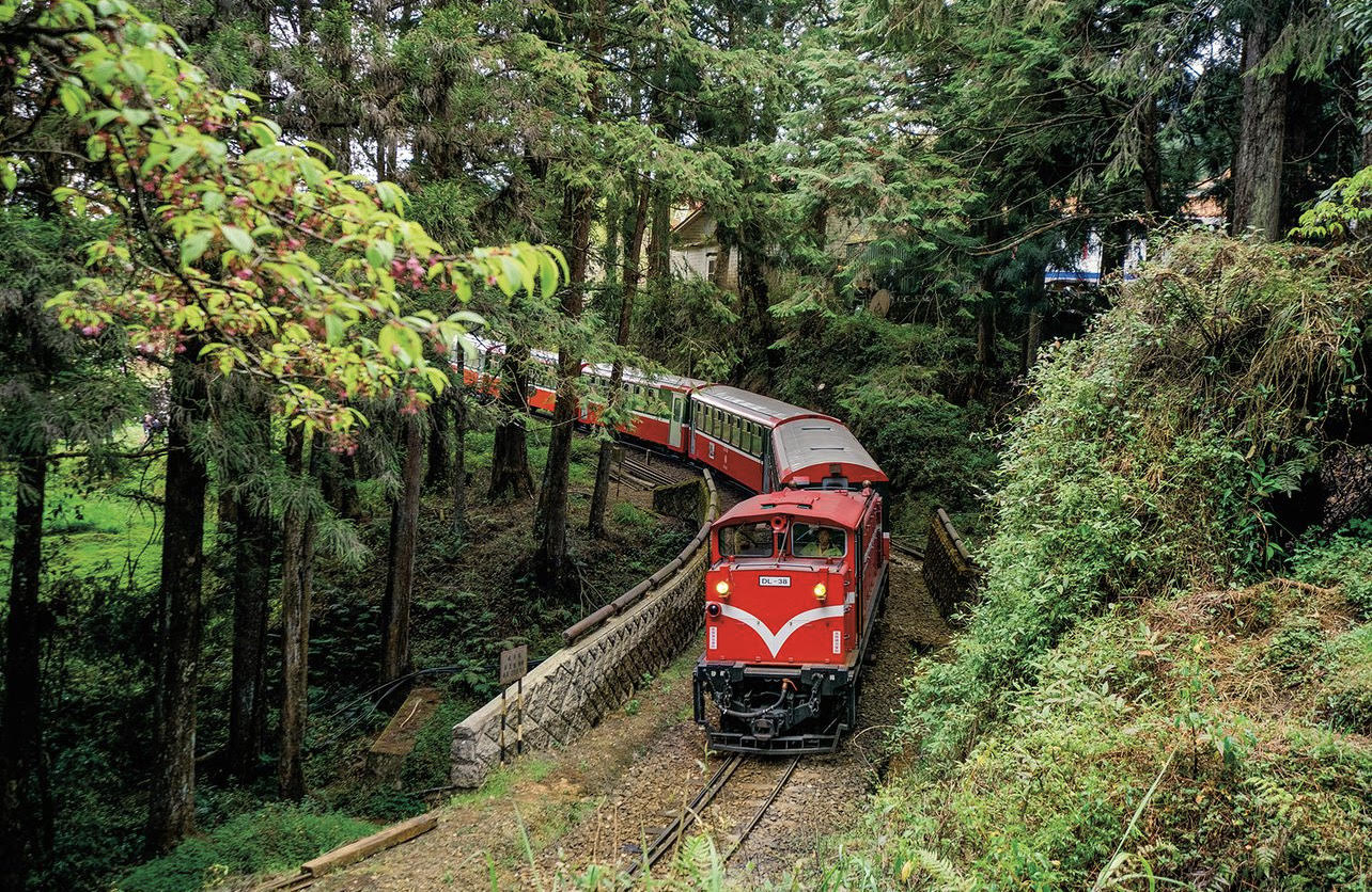 Scenic Train Rides in Asia - Alishan Forest Railway during cherry blossom season