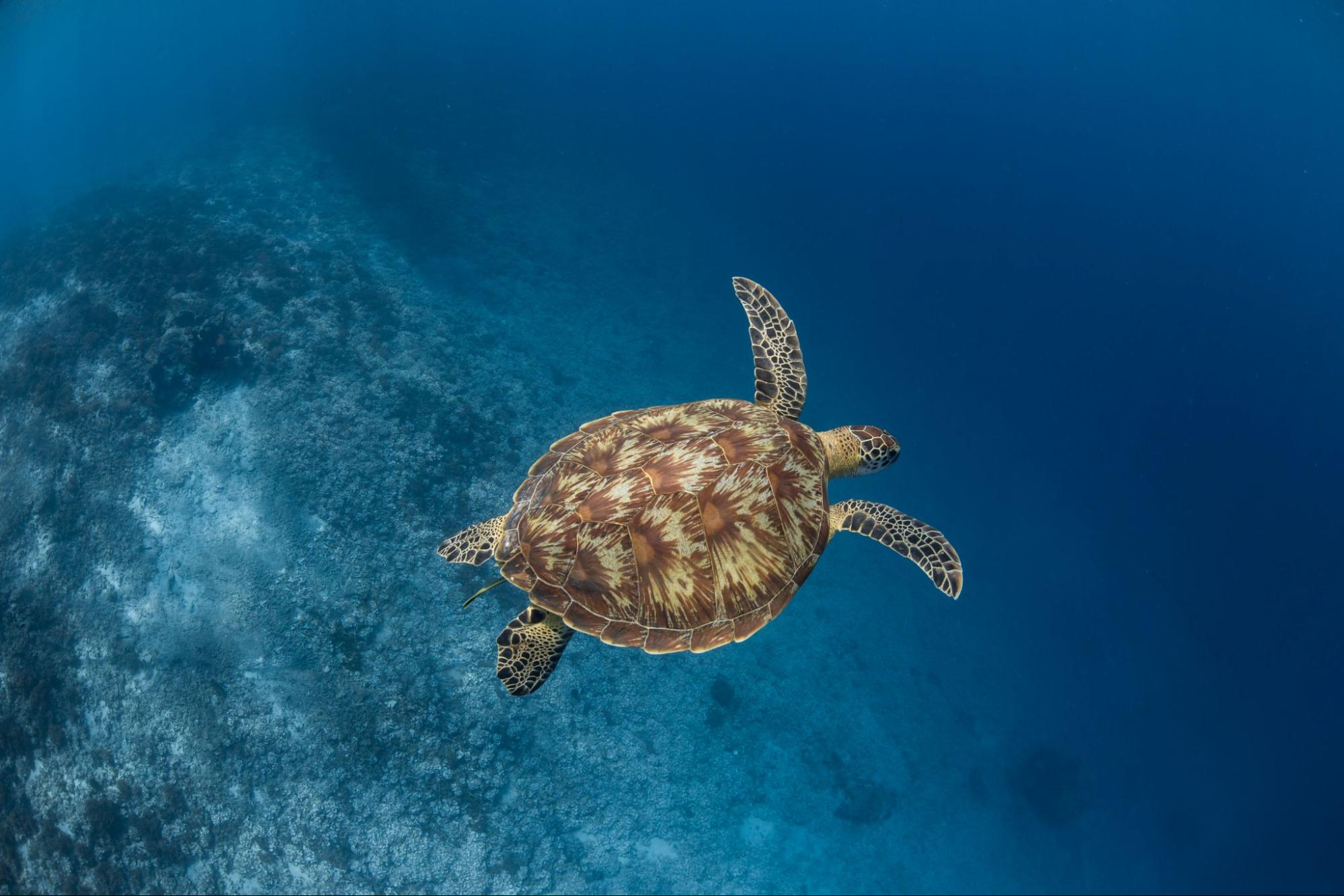 Sea turtle swimming over a reef