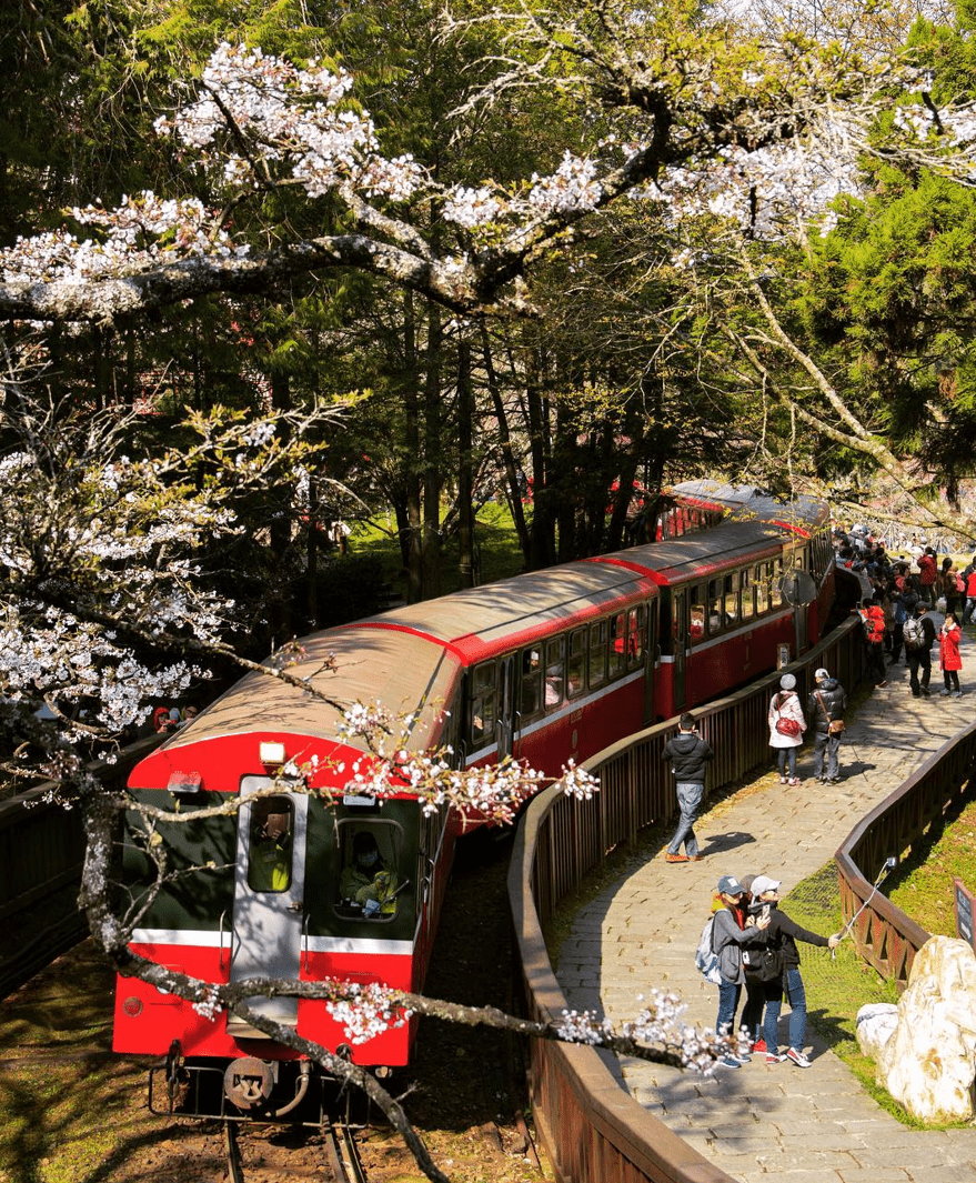 Scenic Train Rides in Asia - Cherry blossom season in Japan