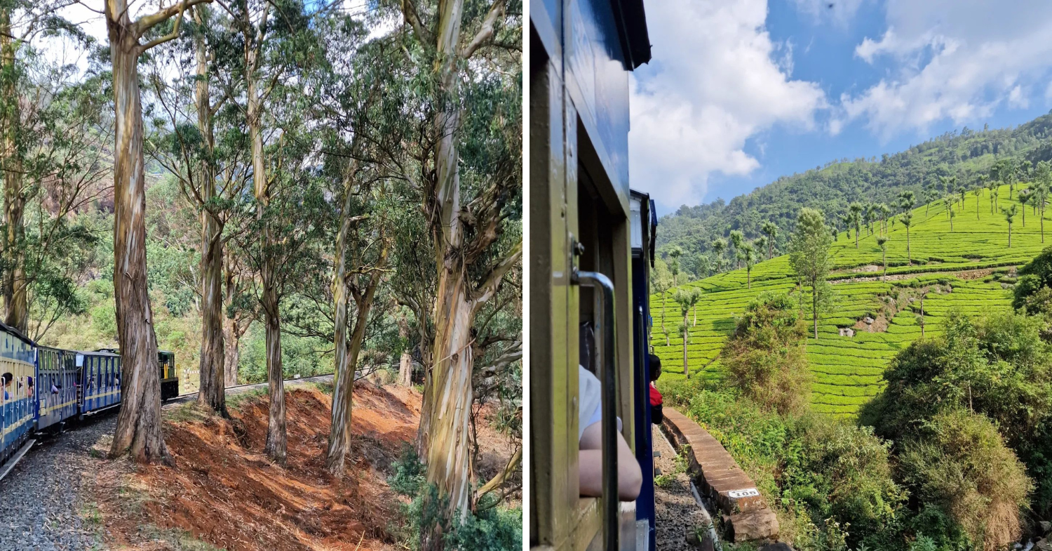 Scenic Train Rides in Asia - Greenery views from a ride on Nilgiri Mountain Railway