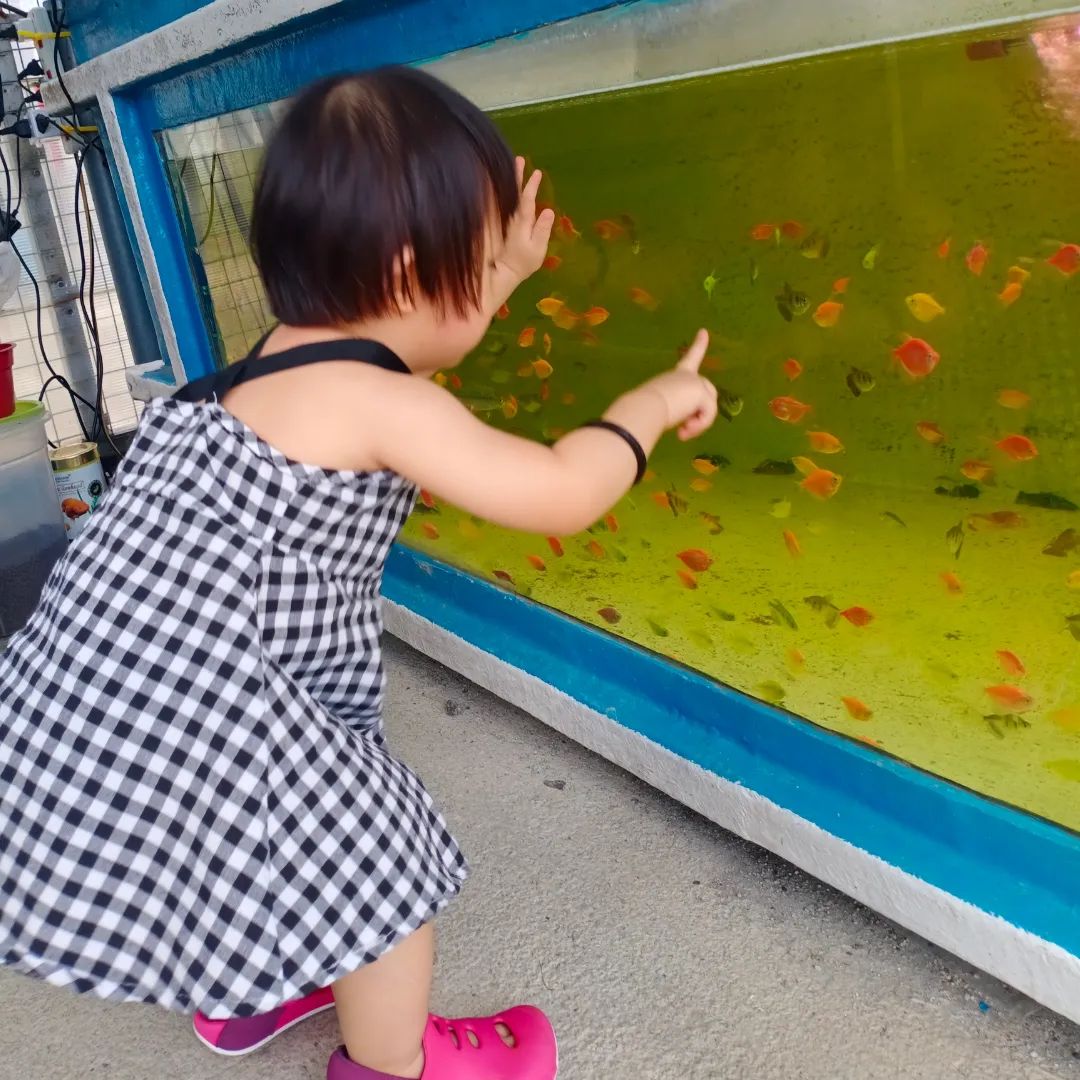 Desaru Mini Zoo - fish tank