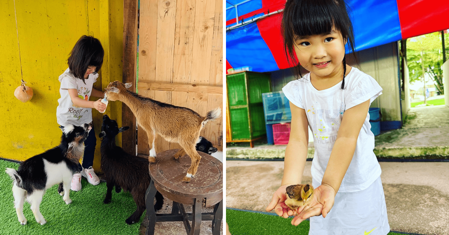 Desaru Mini Zoo - goats & chicks