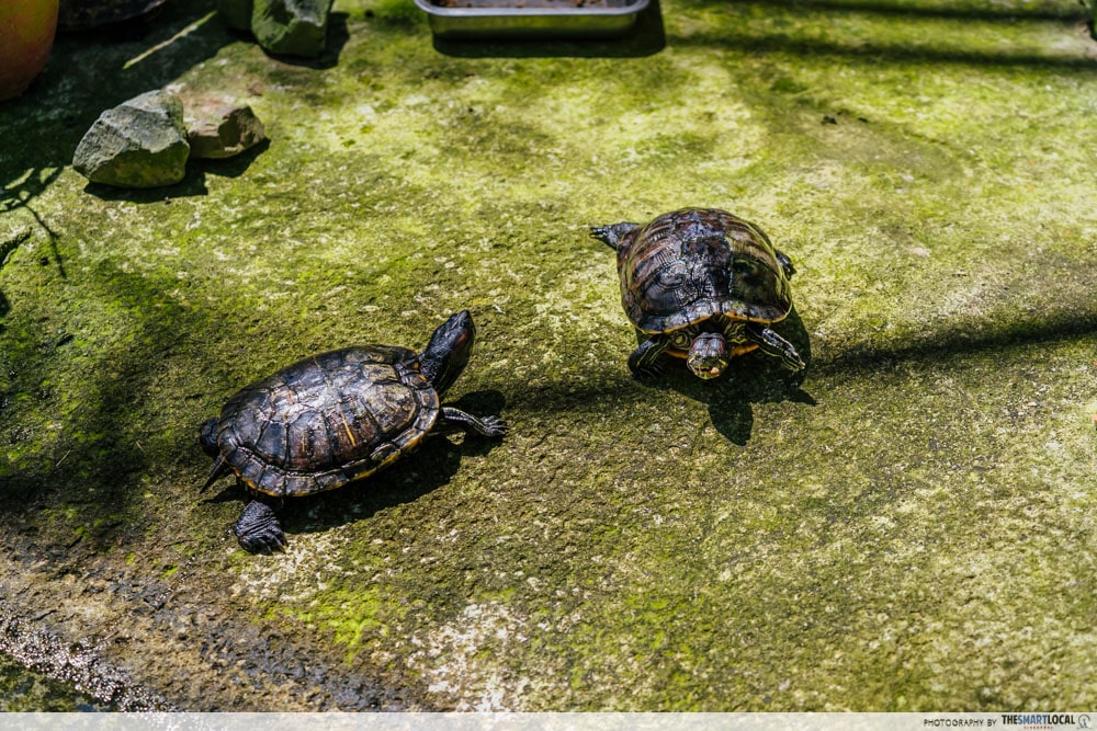Desaru Mini Zoo - turtle