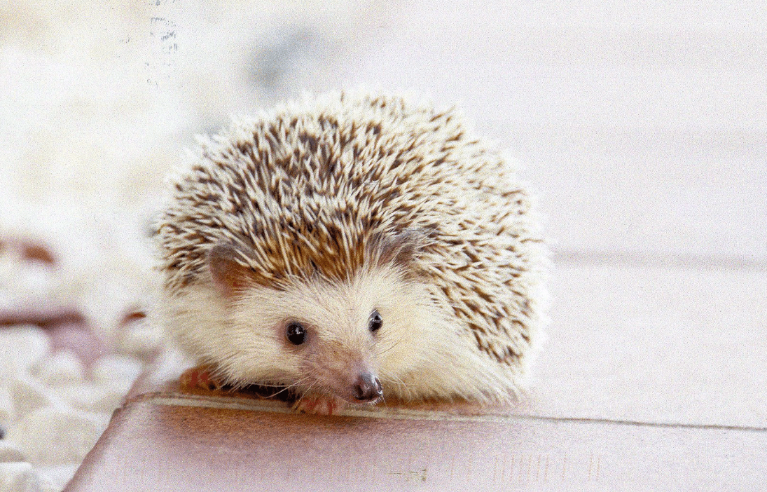 Hedgehog As Exotic Pet