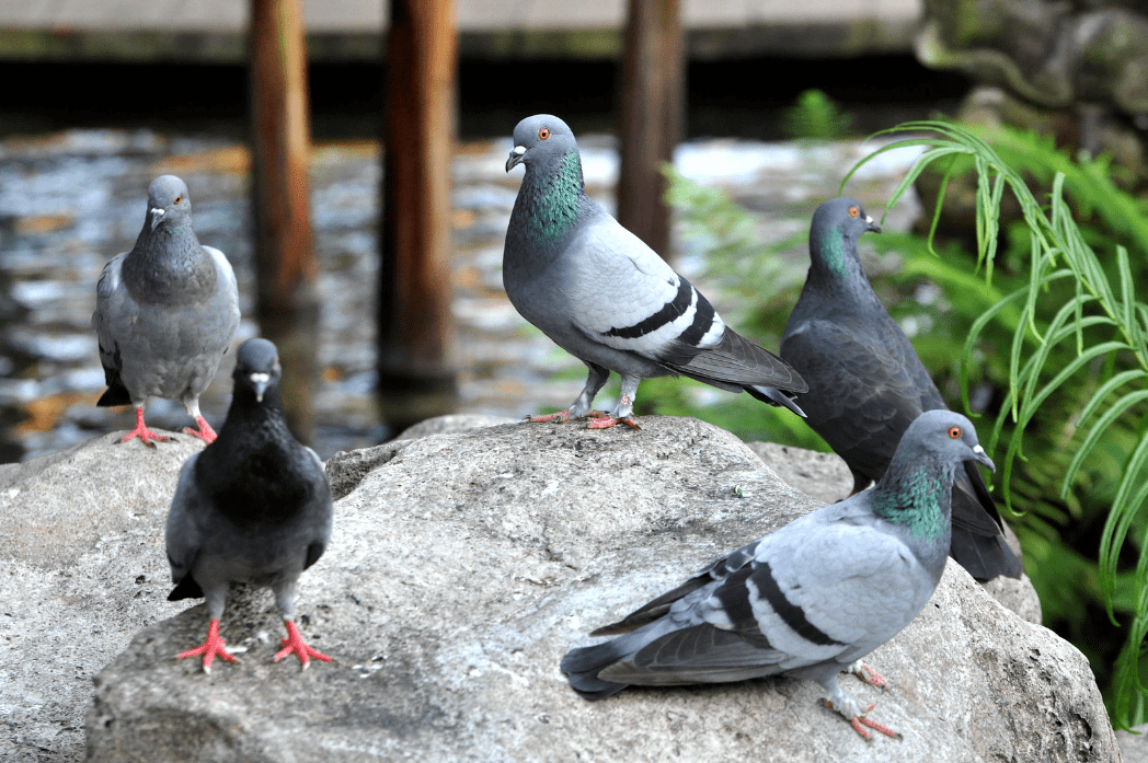 Interesting Pet Ownership Rules - Rock Doves